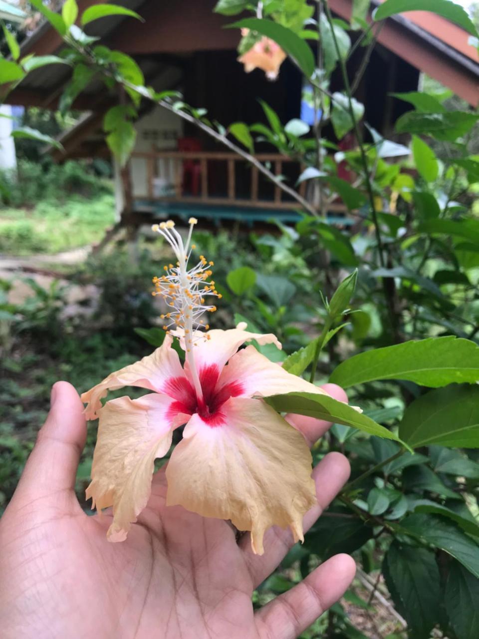 Hotel Rasta House,,Koh Phayam Esterno foto